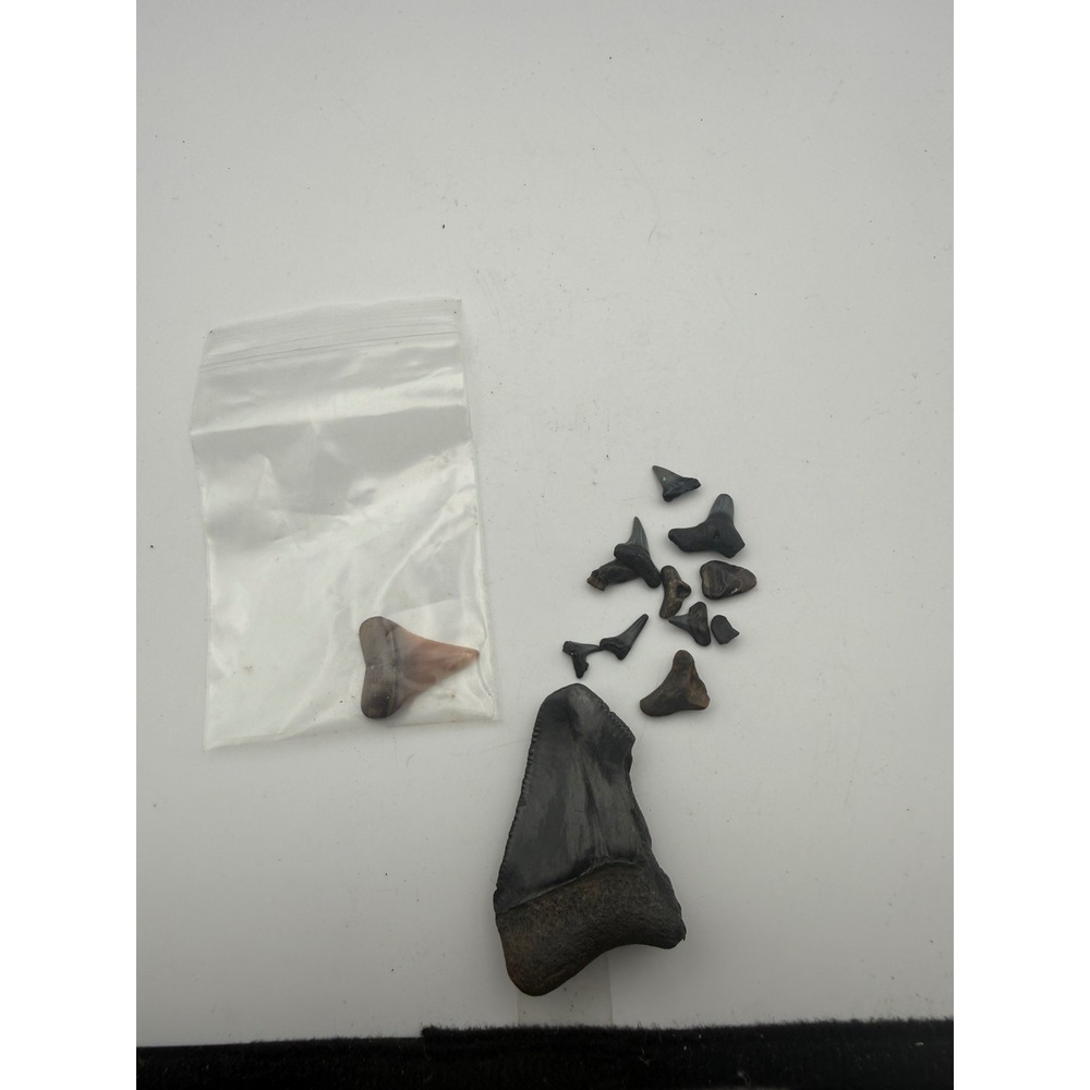 Fossilized Shark Teeth Collection Lot Large Megalodon Otodus Fragment 11pc Set